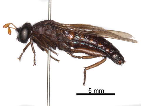 Image of Apiophorinae