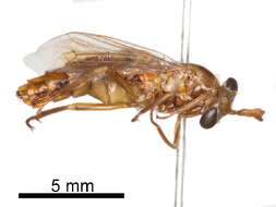 Image of Rhopaliinae