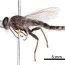 Image of Syllegomydinae