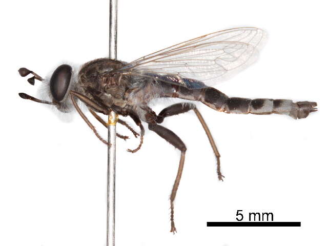 Image of Syllegomydinae