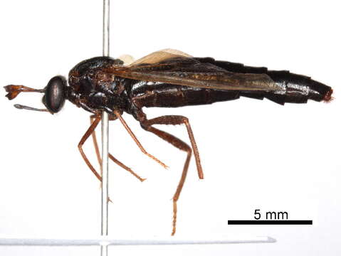 Image of Syllegomydinae