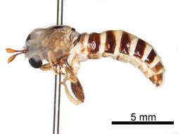 Image of Syllegomydinae
