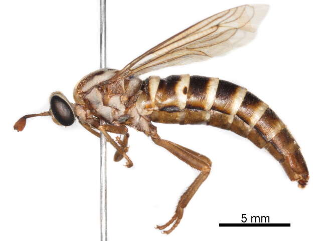 Image of Syllegomydinae