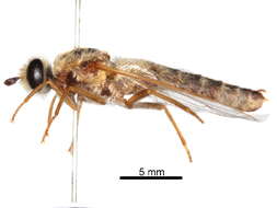 Image of Syllegomydinae