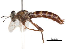 Image of Syllegomydas