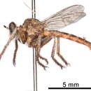 Image de Tillobromatinae