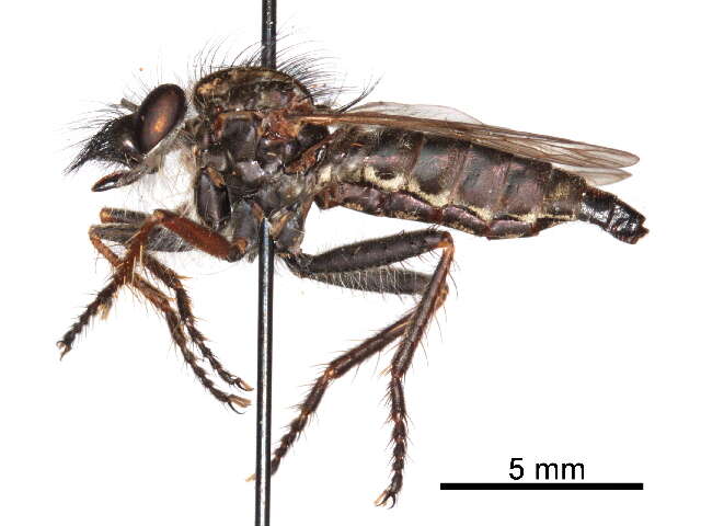 صورة Tillobromatinae