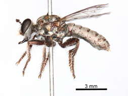 صورة Cerotainiops