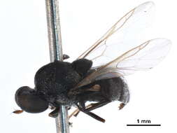 Image of Pachygastrinae