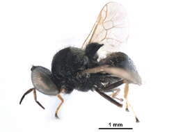 Image of Pachygastrinae