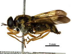 Image of Nigritomyia