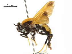 Image of pelecorhynchid flies