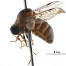 Image of Philopotinae