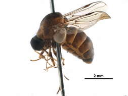 Image of Philopotinae