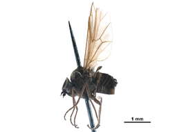 Image of hilarimorphid flies