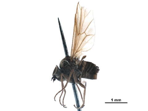 Image of hilarimorphid flies