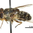 Oestrinae resmi