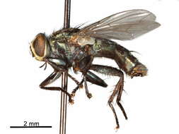 Image of Screwworm Flies