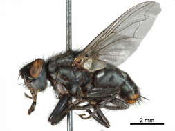 Image of Emblemasoma