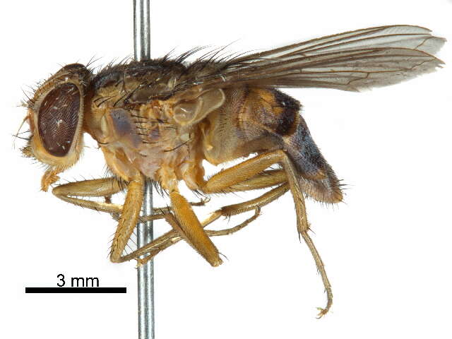 Image of Auchmeromyia