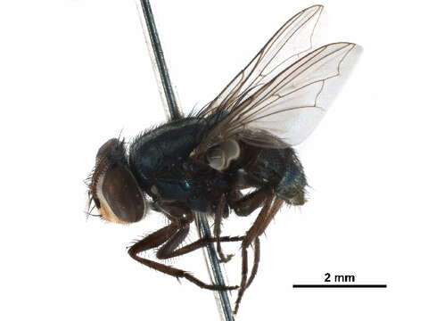 Image of Screwworm Flies