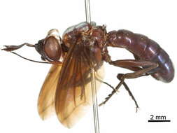 Image of Conopinae
