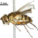 Image of Eulobomyia