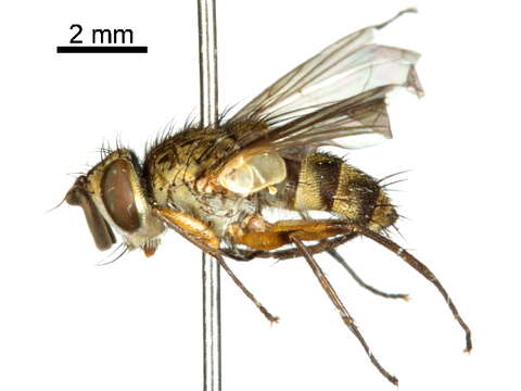 Image of Eulobomyia