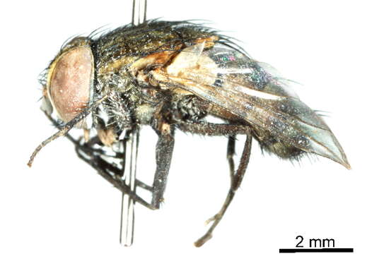 Image de Argyrochaetona