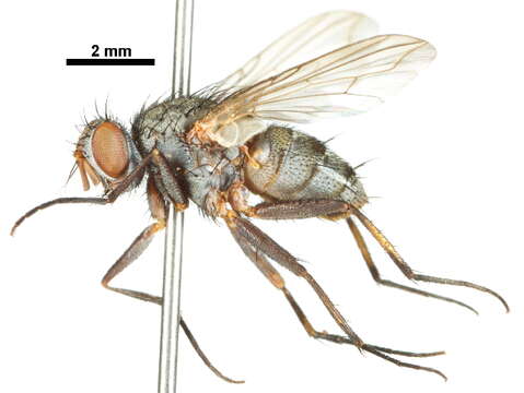 Image of Phantasiomyia