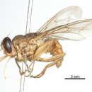 Image of Tsetse fly