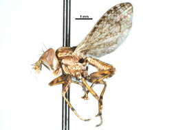 Image of Hoplodictya