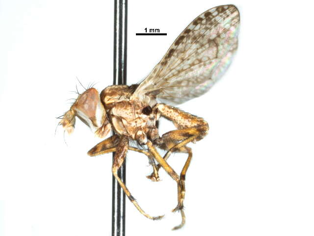 Image of Hoplodictya