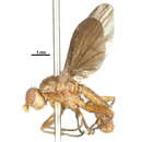 Image of Pelidnoptera