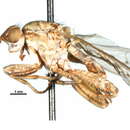 Image de Salticellinae