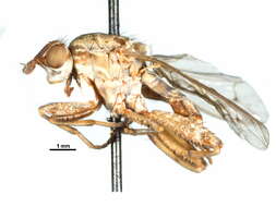 Image of Salticellinae