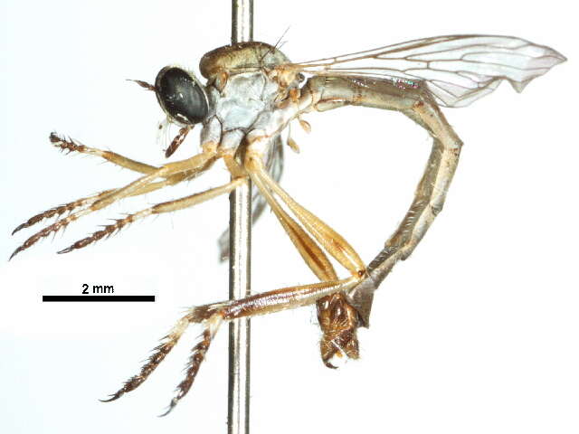 Image of Leptogaster