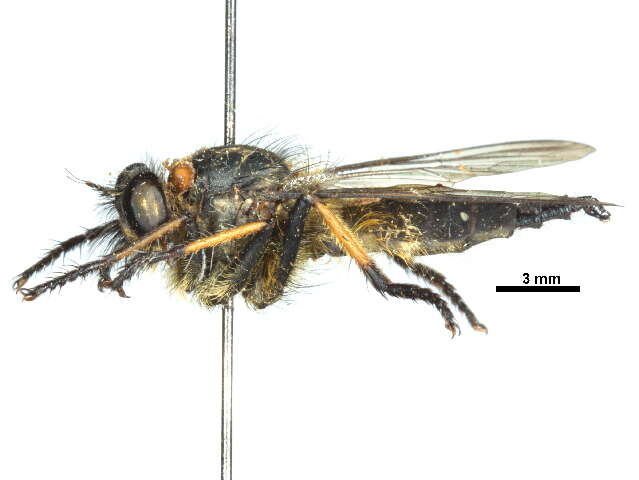 Image of Giant Robber Flies