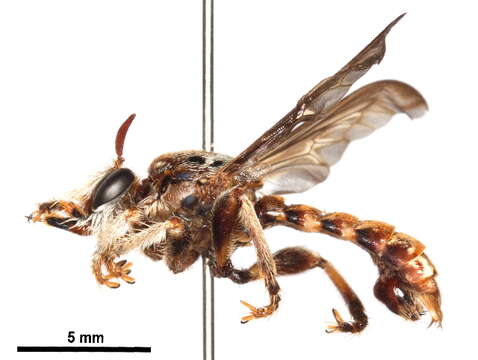 صورة Stiphrolamyra