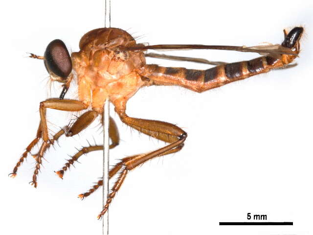 Image of Clephydroneura