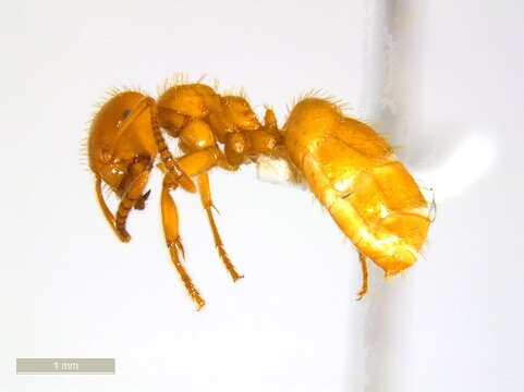 Image of <i>Lasius latipes</i>