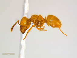 Imagem de <i>Lasius claviger</i>