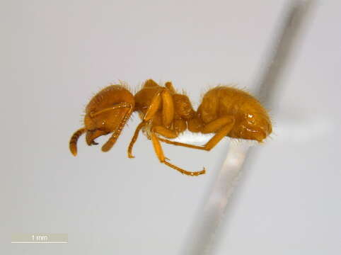 Image of <i>Lasius latipes</i>