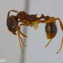 Image of Aphaenogaster rudis-texana