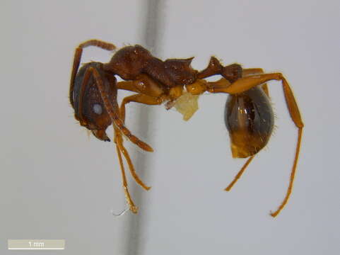 Image of Aphaenogaster rudis-texana