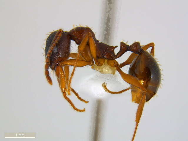 Image of Aphaenogaster rudis-texana