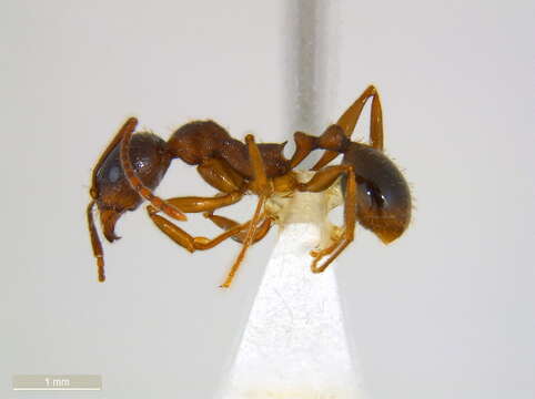 Image of Aphaenogaster rudis-texana