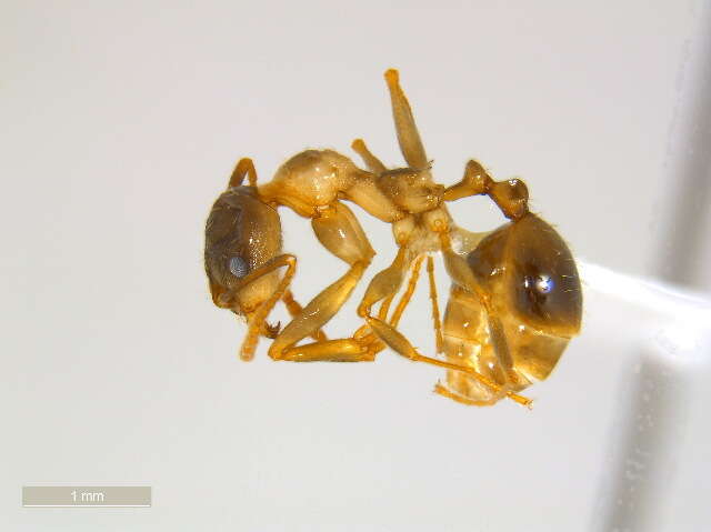 Image of Aphaenogaster rudis-texana