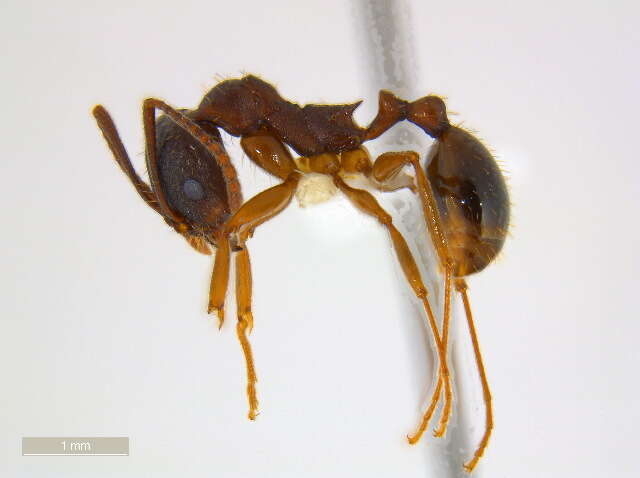 Image of Aphaenogaster rudis-texana