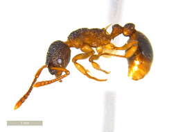 Image of Myrmica punctiventris Roger 1863